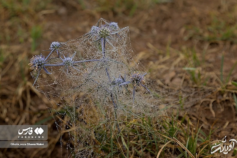 (تصاویر) همنشینی قطرات شبنم با تارهای عنکبوت